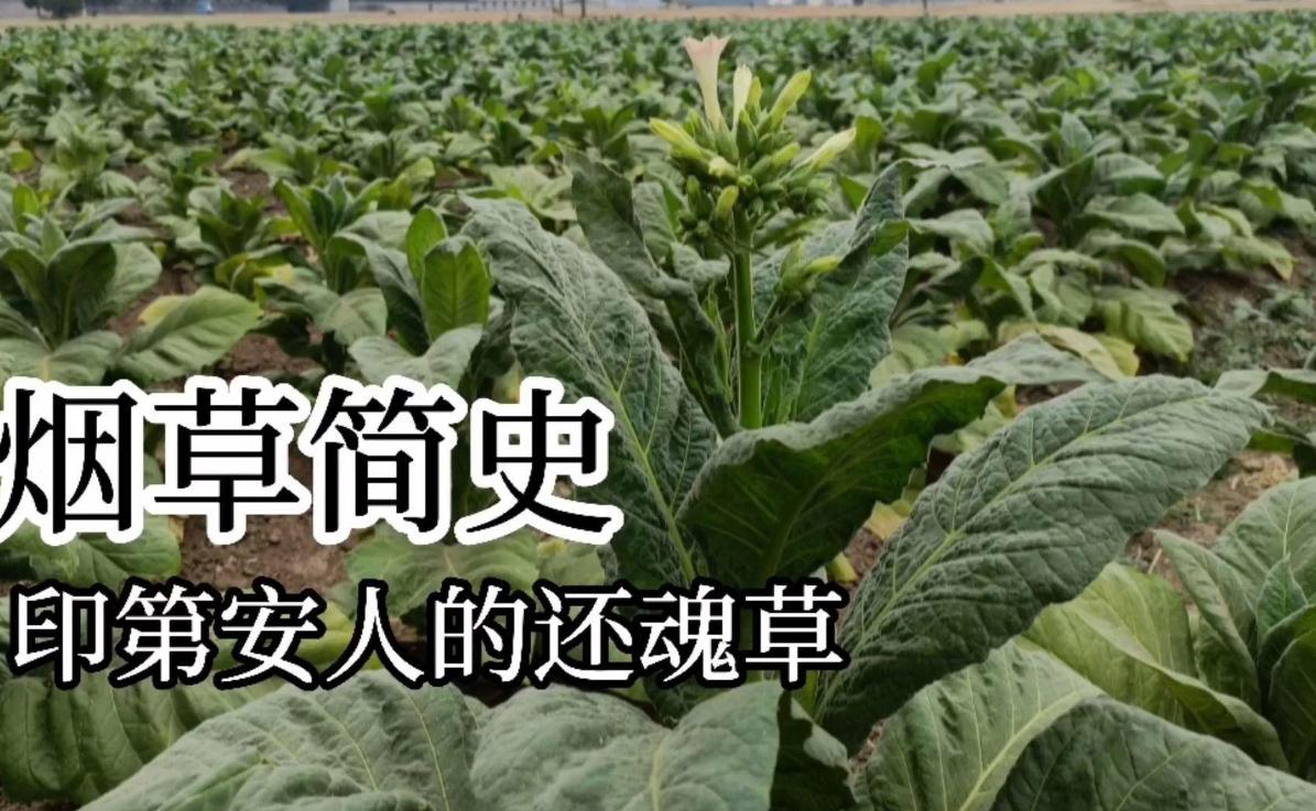 电子烟尼古丁争议_电子烟有没有危害_电子烟发展史
